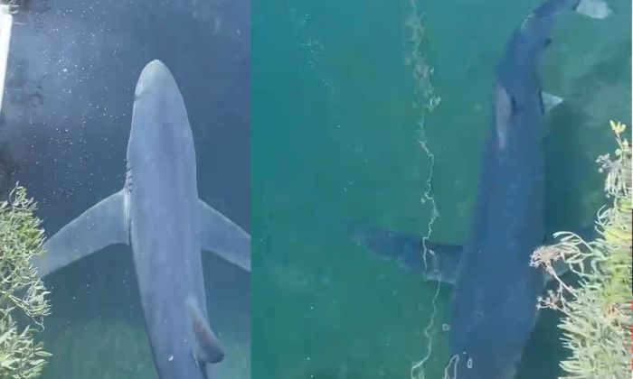 Avvistato uno squalo nel porto di Trieste: “Lasciatelo in pace, andrà via da solo”