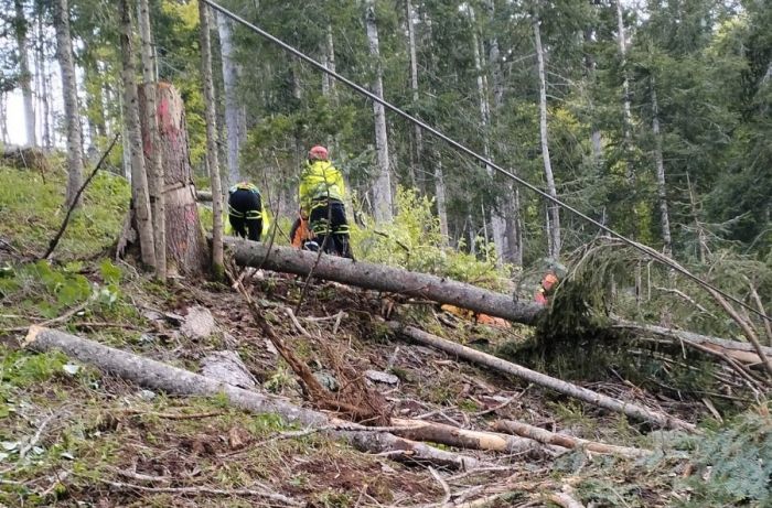 Tragedia nei boschi in Fvg: boscaiolo travolto da un tronco perde la vita durante il lavoro