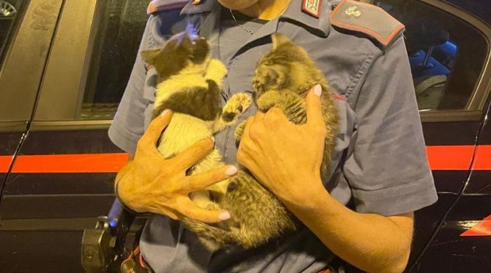 Carabinieri salvano due gattini incastrati nel motore di un’autovettura