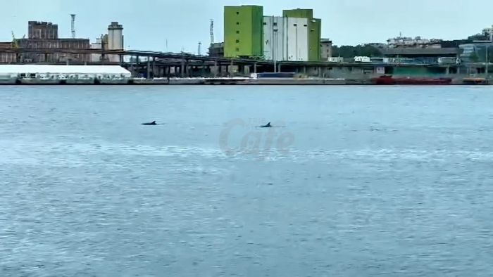 Quattro delfini nel Golfo: Trieste si risveglia con uno spettacolo da fiaba (VIDEO) 