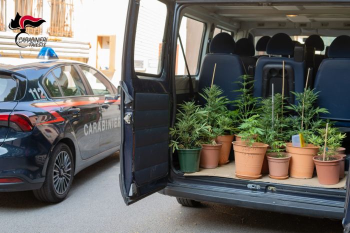 Trieste, balcone profumato di ‘Maria’: denunciato dopo il raccolto più illegale della primavera