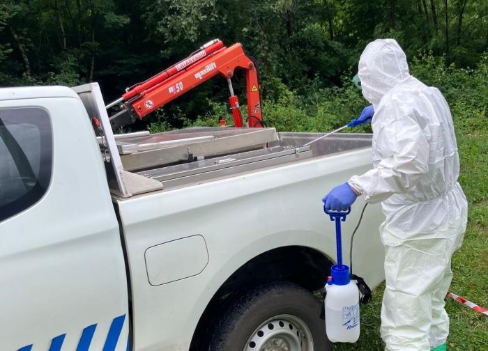 Simulazione anti-epidemica in Fvg: esercitazione strategica contro la peste suina africana