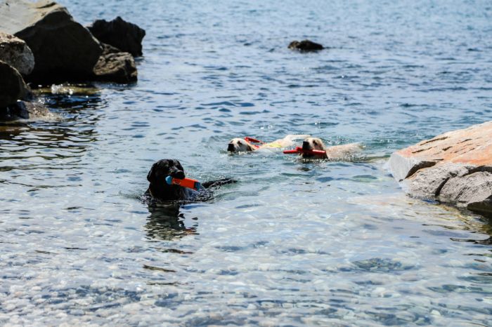 Barcola, allarme sicurezza alla Bau Beach: “Troppa gente senza cani, rischio incidenti”