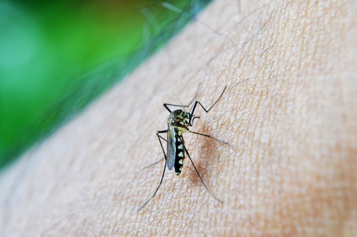 Bangladesh: oltre 18.000 casi di dengue e 65 morti nel 2025