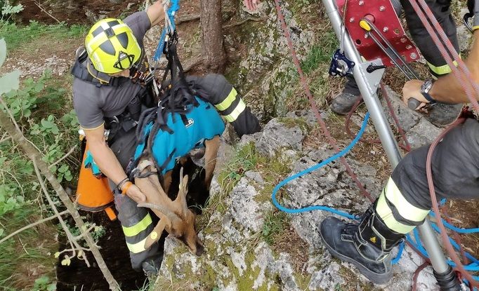 Duino Aurisina, spettacolare salvataggio di una capra caduta in una grotta: vigili del fuoco eroi! 