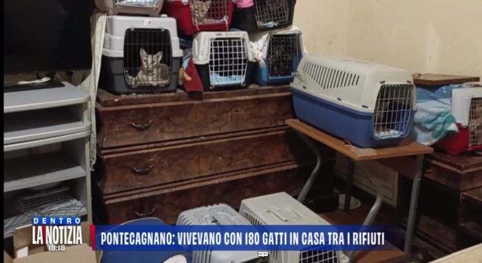 Dentro la Notizia, scoperti 180 gatti rinchiusi in appartamento: degrado e tso per l'inquilina