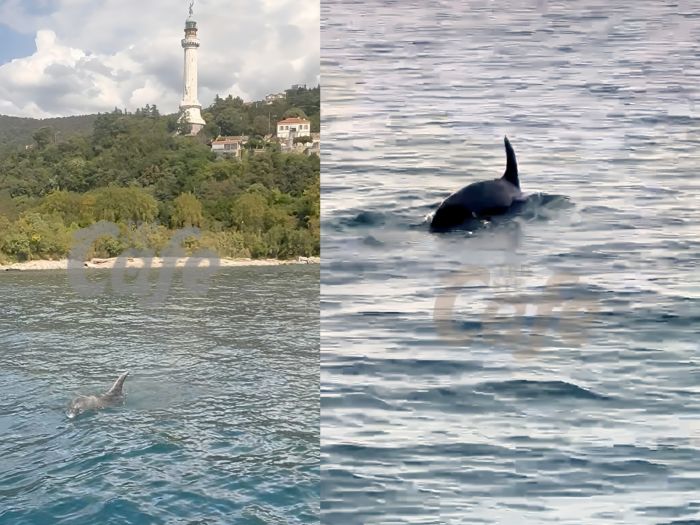 Sabato indimenticabile: delfino sorprende i diportisti davanti alla costa triestina (VIDEO) 