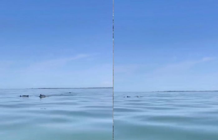 Trieste, incontro ravvicinato con i delfini: dieci esemplari nuotano al largo del golfo (VIDEO) 