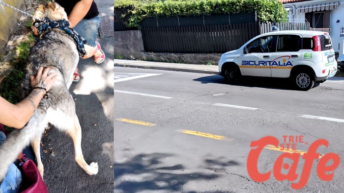 Lupa scappa di casa e vaga per via Costalunga: salvata da un agente di Sicuritalia! 