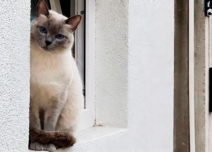 Smarrito Charlie a Trieste, appello dei proprietari: “Aiutateci a ritrovarlo”