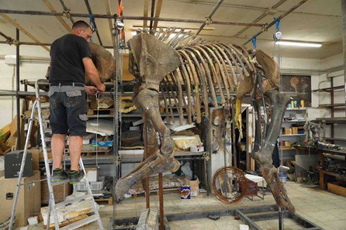Da domani su Rai Gulp 'Ma davvero?': tra i protagonisti i dinosauri tutti italiani scoperti in provincia di Trieste 