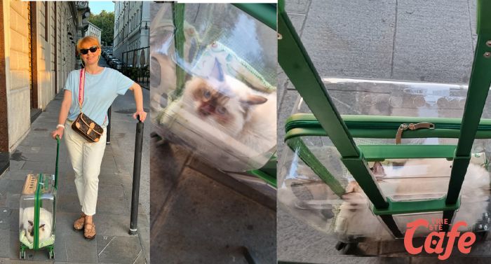 Sbarca anche a Trieste la "capsula spaziale" per gatti da passeggio