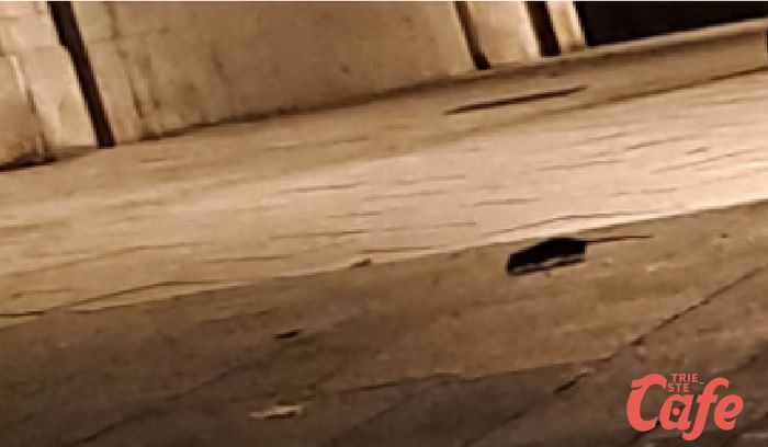 Ancora pantegane in Campo San Giacomo, abitanti imbufaliti: "Non e possiamo più!"  