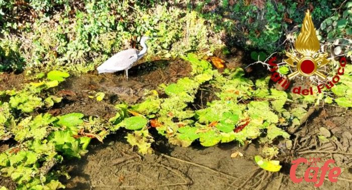 San Fior, un airone ferito ad un’ala salvato  dai vigili del fuoco