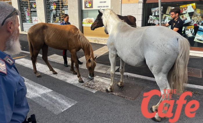 Fuga di cavalli crea disordine a Opicina, intervento risolutivo di Polizia e Carabinieri