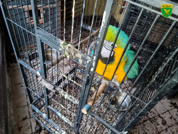 Animali abbandonati e senza cibo: sequestrati pappagalli rari e un cane, grave maltrattamento 