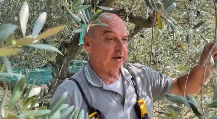 260 kg di olive, 32 litri d'olio e zero mosche: Dipiazza, il re del frantoio! (VIDEO)