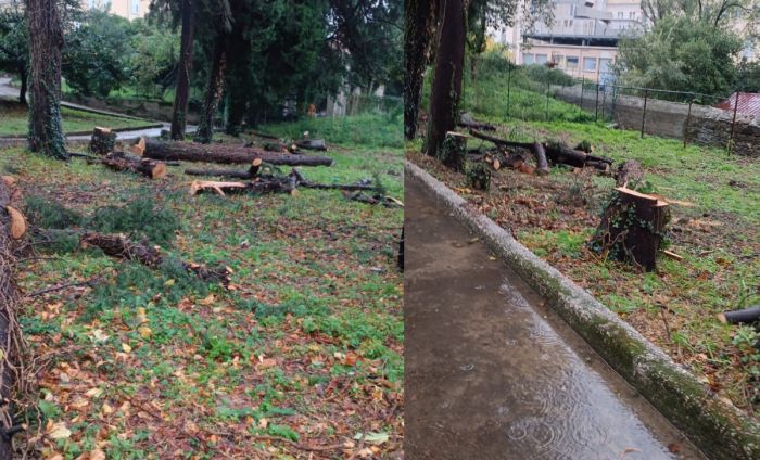 La denuncia: "Abbattuti quattro cipressi nel parco del Burlo'