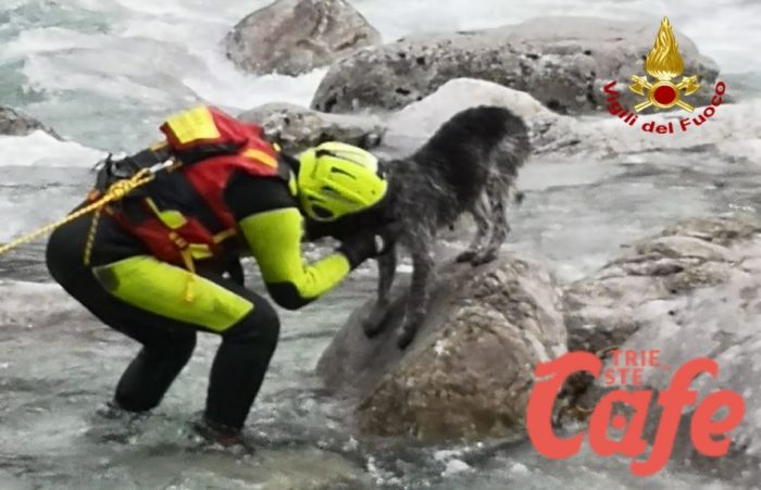 Cane bloccato su pietra di un torrente: i vigili del fuoco lo salvano! 