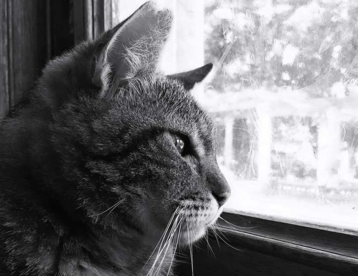 Lutto nel Parco di Miramare, morto lo 'storico' gatto Max 