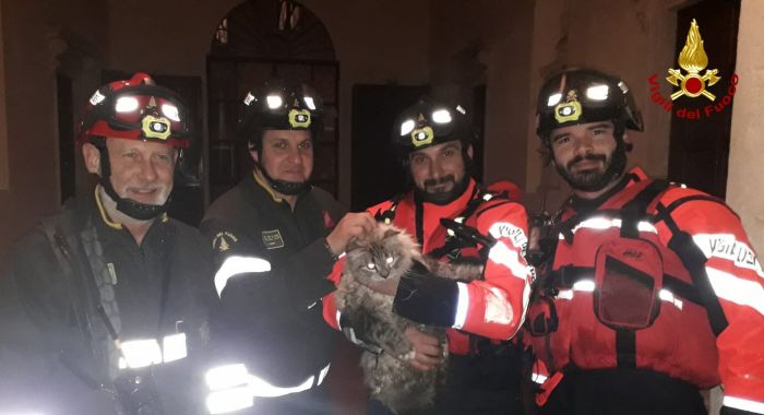 Veneto, gatto Zazà intrappolato sul cordolo del Retrone: salvato dai vigili del fuoco