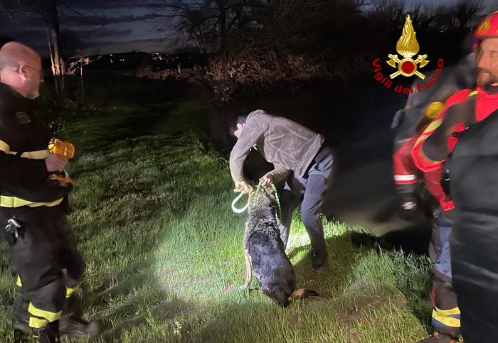 Veneto, “Mia attraversa il fiume e rimane bloccata portata in salvo dai vigili del fuoco