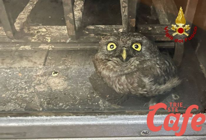 I vigili del fuoco salvano una splendida civetta (FOTO)