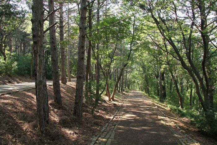 Ritorna "Cammina... per la tua Salute", 10mila passi nel bosco del Farneto