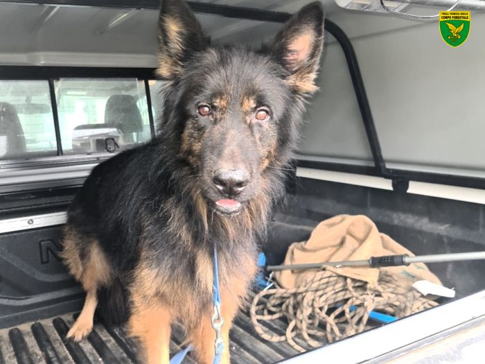 Cani maltrattati sotto le intemperie senza riparo e abbandonati al gelo