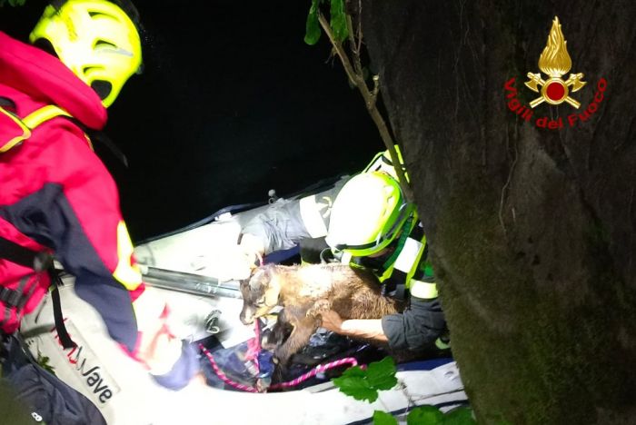 Capretto cade nel canale a Gorizia: recuperato dai Vigili del fuoco e restituito al proprietario