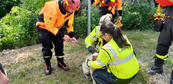 Paura a Pordenone: cane cade in una roggia, salvato dai Vigili del Fuoco