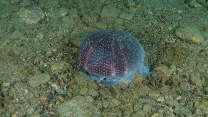 Allarme Riserva Marina di Miramare: "Quasi tutti i ricci di prateria prossimi alla morte con sofferenza a  5 metri di profondità"  