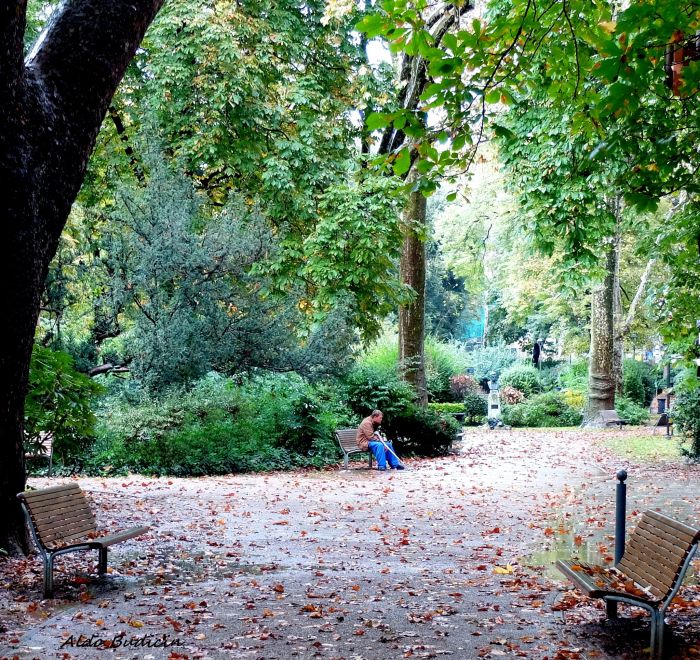 Trieste al TOP! Tra le città italiane con il maggior numero di alberi per ogni 100 abitanti 