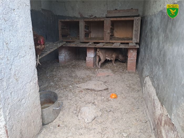 Cani legati e animali da cortile denutriti, orrore in campagna e animali in sofferenza