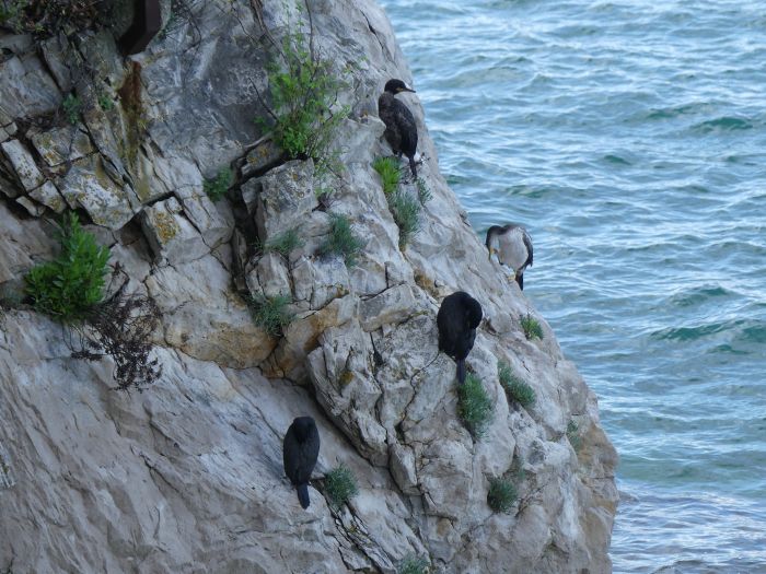 Stormi di mignattini, gabbianelli e gabbiani corallini in migrazione stanno attraversando i cieli di Miramare