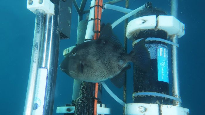 Pesce balestra, è boom nel Golfo di Trieste: "Indicatore del mare che sta cambiando profondamente"