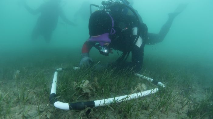 Sensazione scoperta! Tre nuovi esemplari di Pinna nobilis durante un monitoraggio marino a Trieste