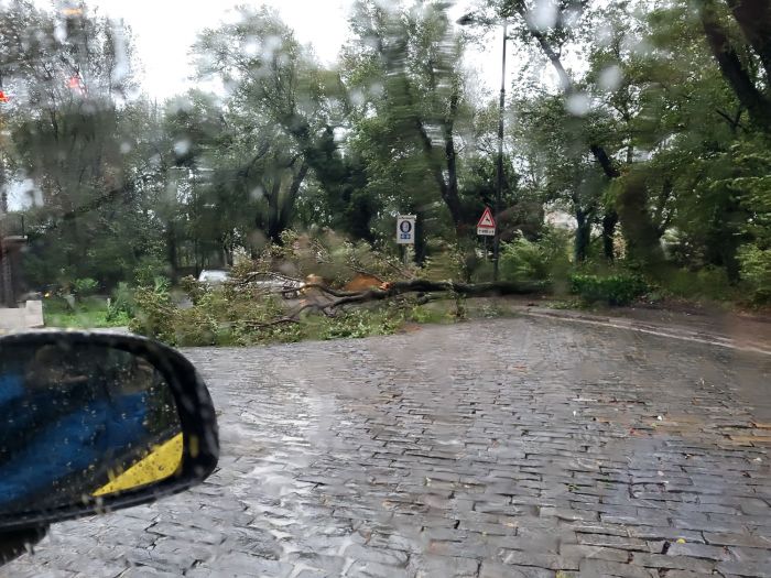 Via Marchesetti bloccata, albero caduto ostruisce la strada