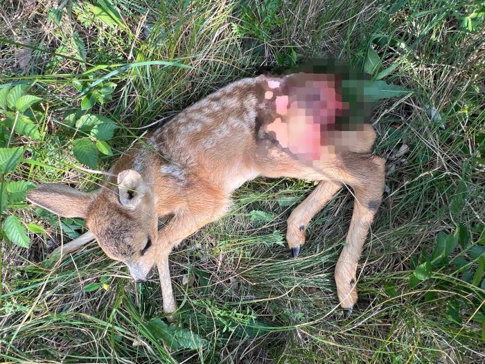 Cucciolo di capriolo sbranato da un cane libero nel Bosco Hudoleto: l’appello di un cittadino sui social