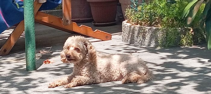 (TROVATA) “Aiutateci a trovare Eva!”, la cagnolina smarrita in zona Villa Revoltella