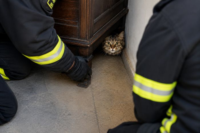 Trieste, salvano un gatto bloccato dietro un armadio: “Onore ai Vigili del fuoco”