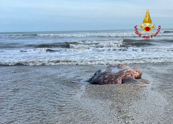 Venezia, carcassa di un pesce luna si arena  sulla spiaggia del Lido