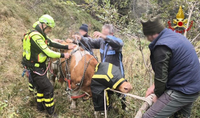Mucca scivolata in un dirupo, salvata dai vigili del Fuoco!!