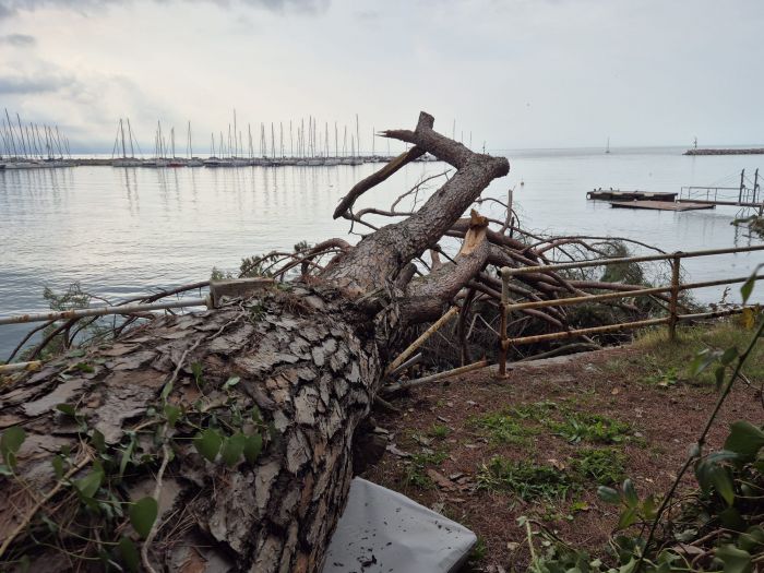 Sistiana, grosso albero sradicato vicino alla Pietas Julia: intervento del sindaco Gabrovec (FOTO)