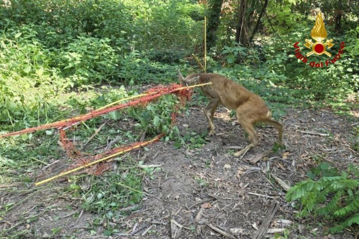 Capriolo rimane incastrato con le corna in una rete: liberato dai vigili del fuoco