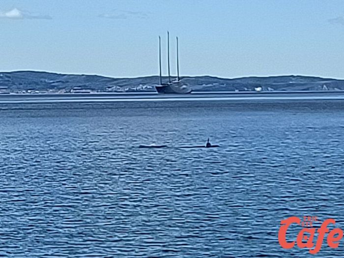 Incanto a Barcola: una coppia di delfini danza nel mare della domenica mattina (FOTO)