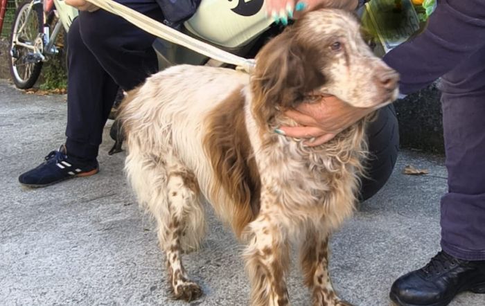 Aurisina, trovato un cane vagante: “Contattare il canile sanitario di via Orsera”