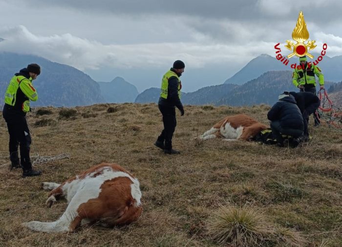 Recuperati due bovini assaliti da un orso, intervento straordinario dei Vigili del fuoco
