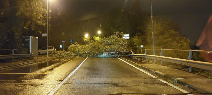 Albero sulla carreggiata, strada bloccata sul ponte prima di Muggia a causa del maltempo