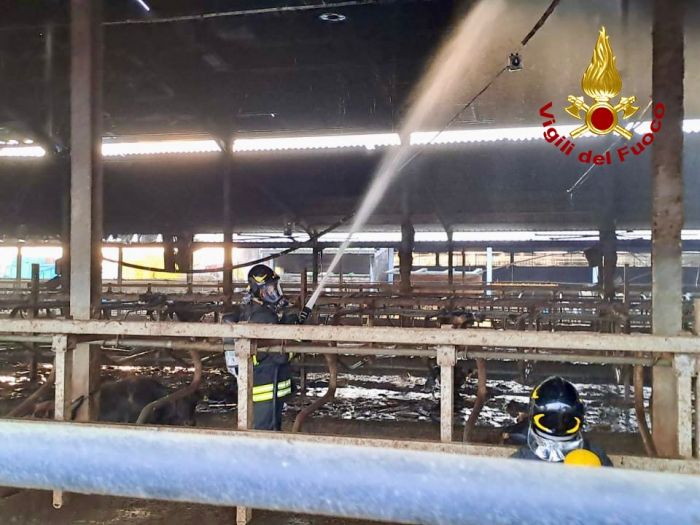 Tragedia in Veneto, incendio in azienda agricola: morti diversi bovini, strage di poveri animali